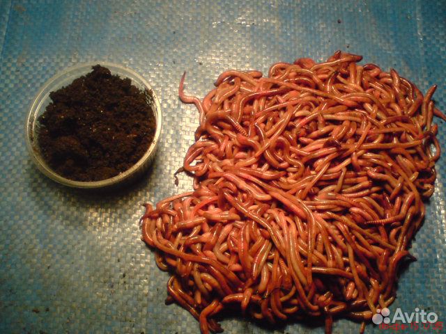 Дендробена венета - черви для рыбалки. Коконы