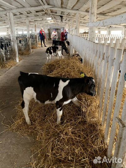 Бычки телки холмогоры и голштины