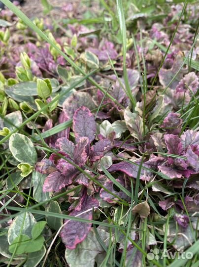 Живучка Аюга