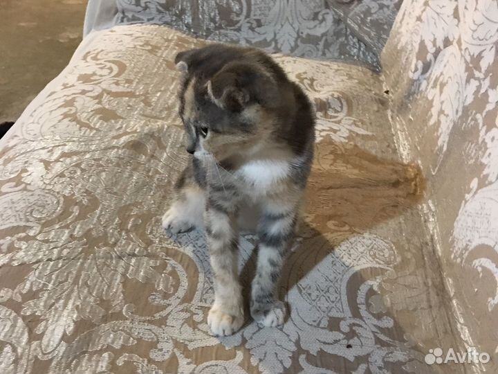 Котенок 5 месяцев девочка в дар бесплатно