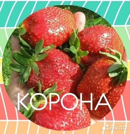 Усы Клубники Разные Сорта