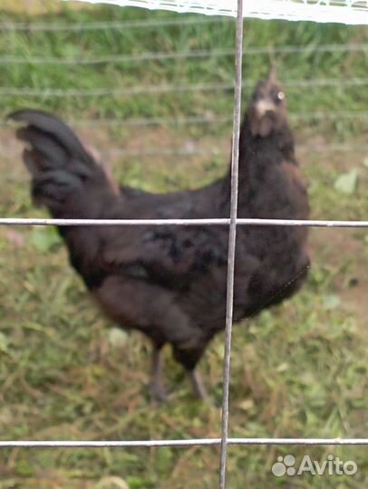 Молодой петух