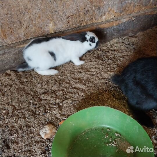 Продам кроликов