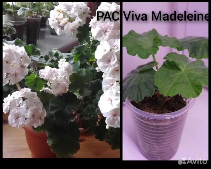 Пеларгония