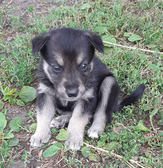 Щенки, доставим