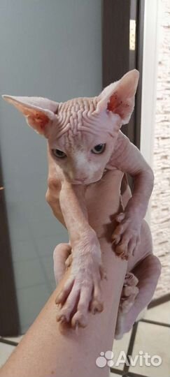 Канадский сфинкс