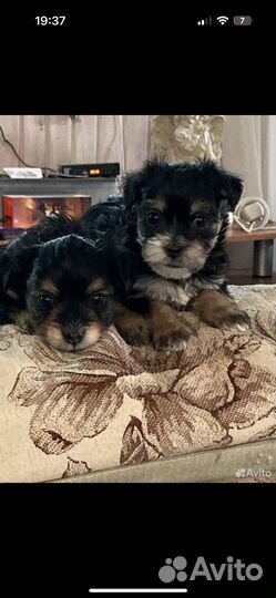 Щенки йорка