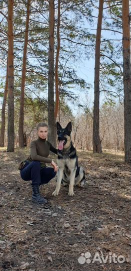 Кинолог. Дрессировка собак