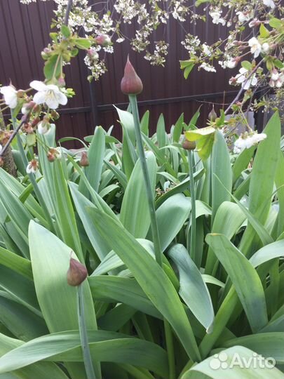 Безвременник, декоративный лук