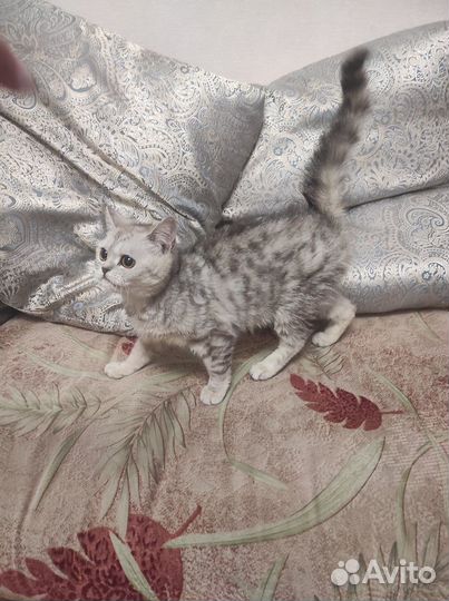 Кошки в добрые руки