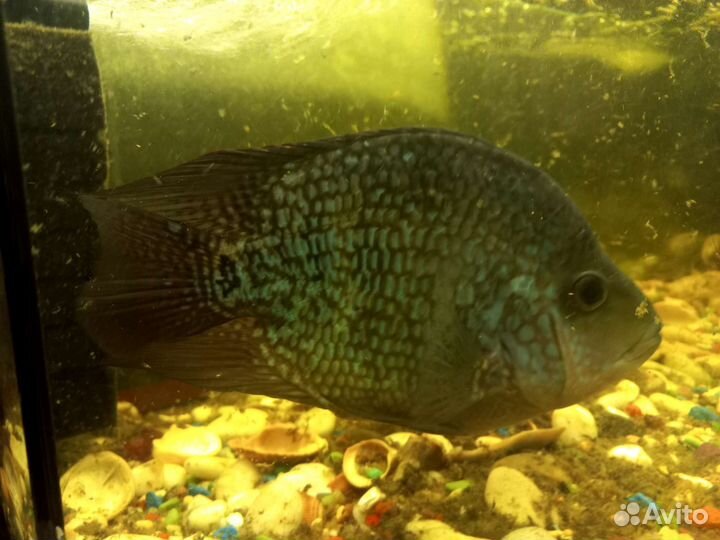 Рыба -попугай