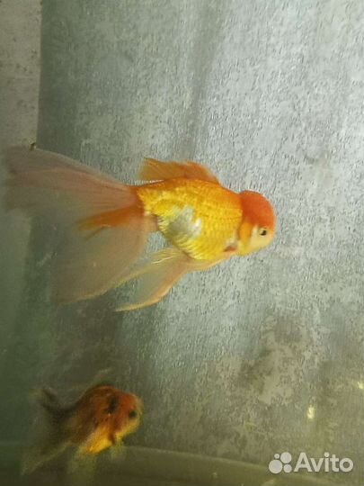 Аквариумные рыбки