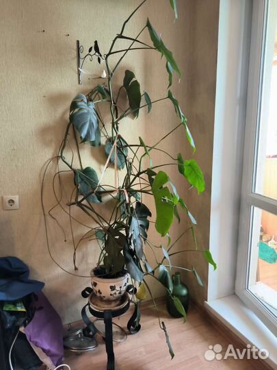 Монстера цветок с горшком и подставкой