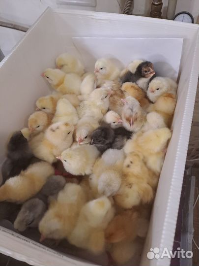 Цыплята несушки