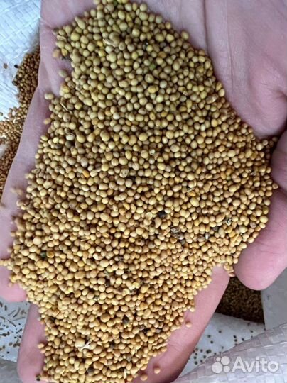 Семена горчицы