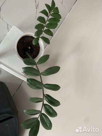 Замиокулькас