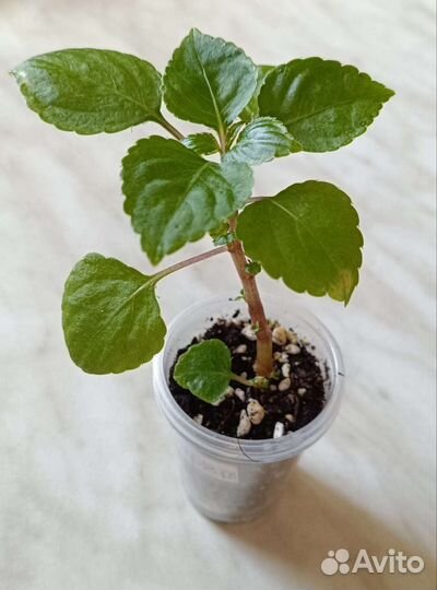 Бальзамины сортовые