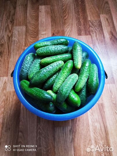 Огурцы свежие домашние, яйца куриные домашние