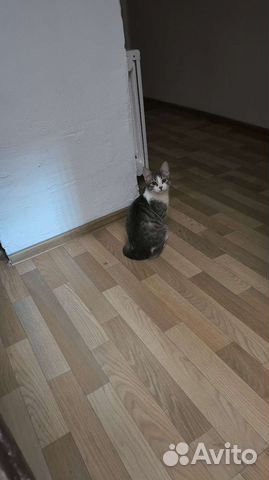 Кошка в дар