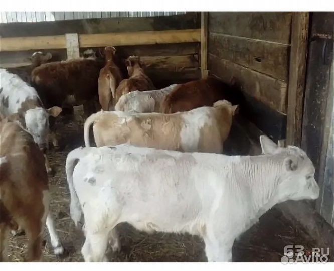 Быки иТелки сименталки