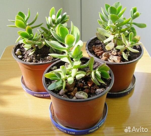 Толстянки и кактусы