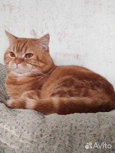 Опытный кот, скоттиш - страйт