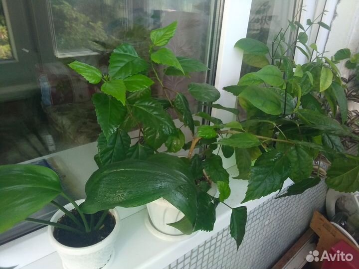 Цветы домашние в горшках