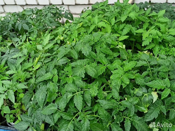 Рассада помидор и перцев, цветы