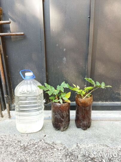 Магония падуболистная