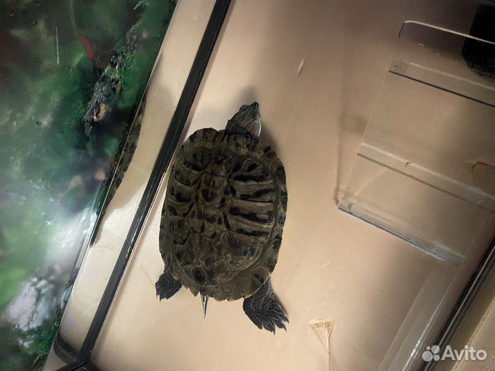 Продается черепашка с аквариумом и фильтром