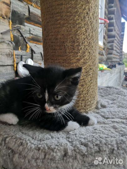 Котята в дар