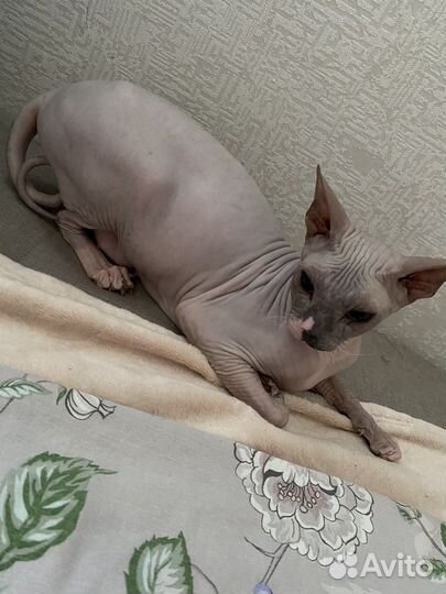 Донской сфинкс