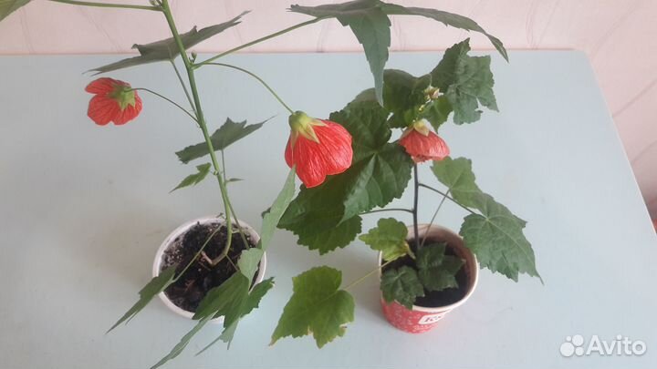 Абутилон и Клеродендрум