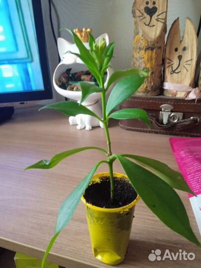 Эсхинантус жар- птица