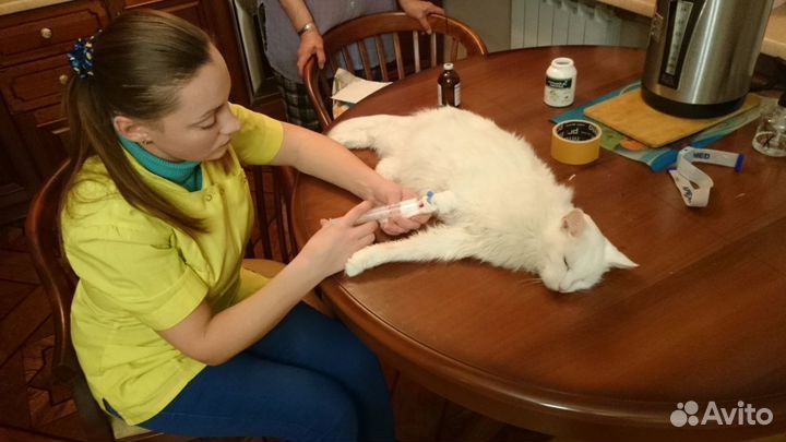 Ветеринар-терапевт-хирург. Орнитолог. Родентолог(с