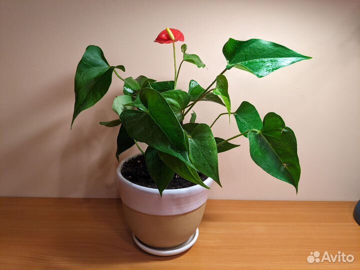 Антуриум красный цветет 22 см