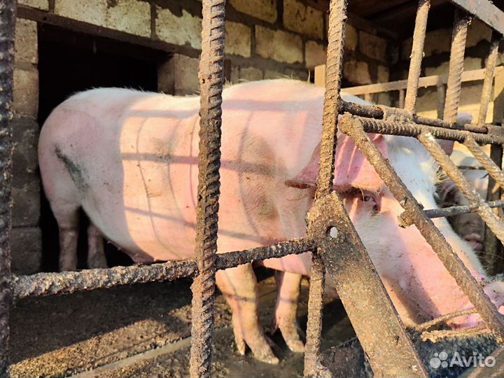 Свиньи (кабаны)