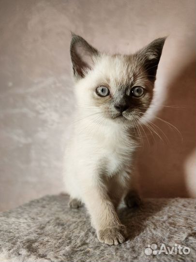 Британские котята