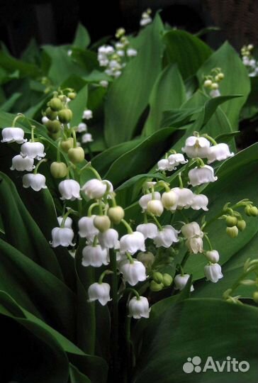 Ландыши (рассада)