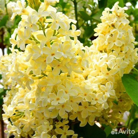 Сирень Примроуз - саженцы в p9