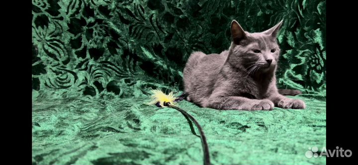 Марселю нужен дом