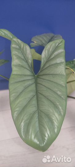 Алоказия Коразон