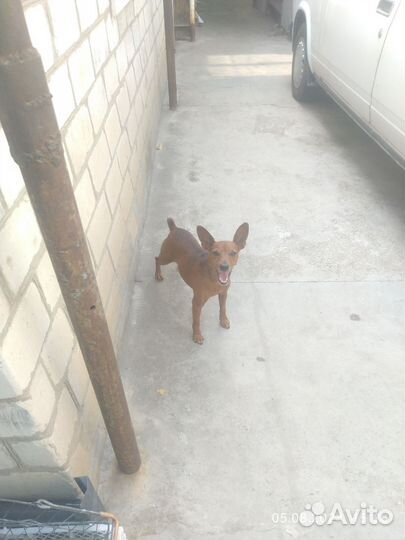 Вязка цвергпинчер