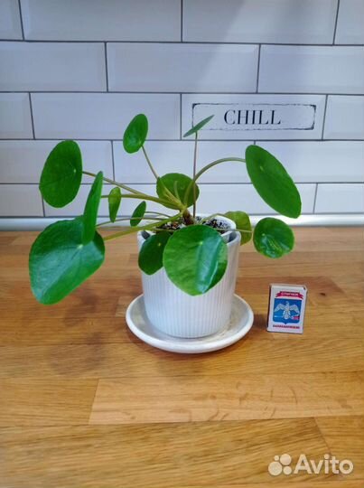 Пилея пеперомиевидная