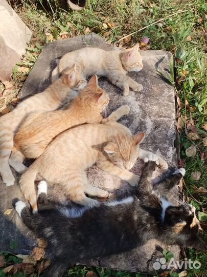 Котята в добрые руки