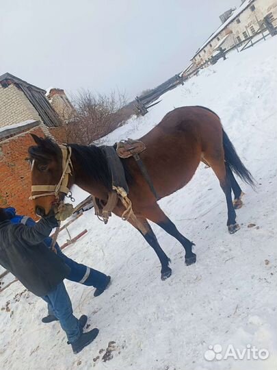 Кобыла ручная