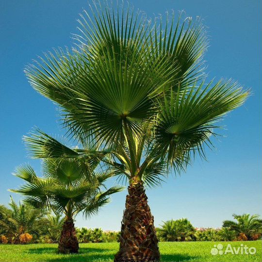 Пальма вашингтония