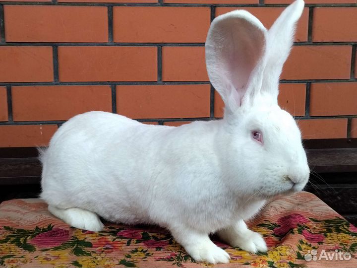 Кролики породы Бельгийский Великан, Полтавское Сер