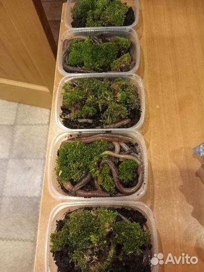 Выползки черви