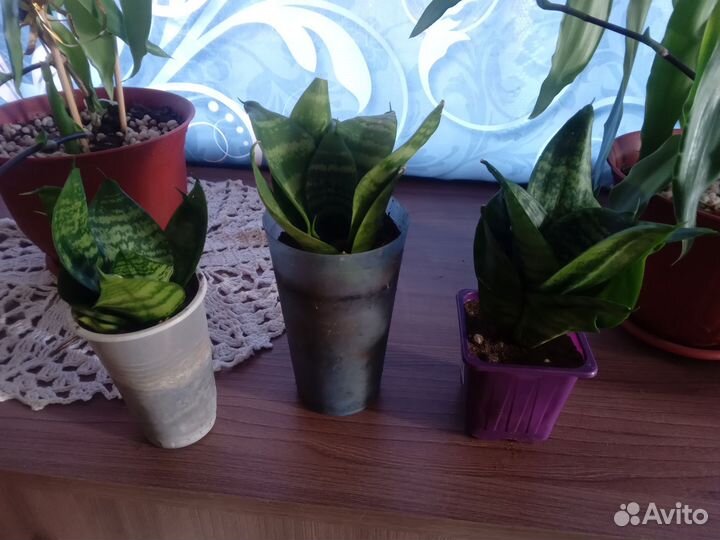 Сансевиерия